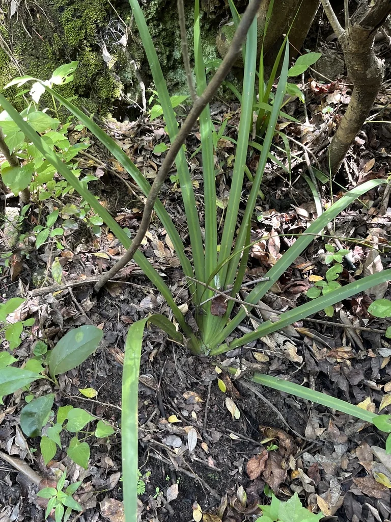 Dietes Iridioides