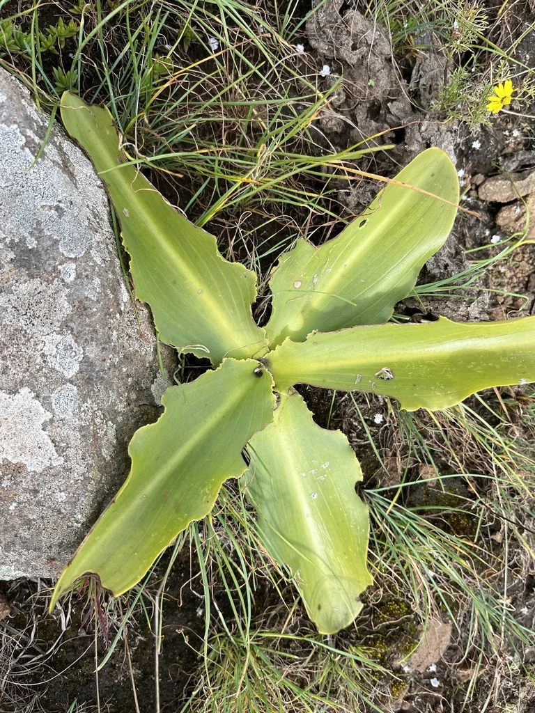Eucomis Autumnalis