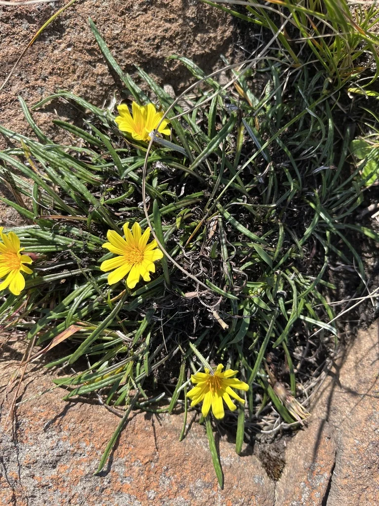 Gazania Krebsiana