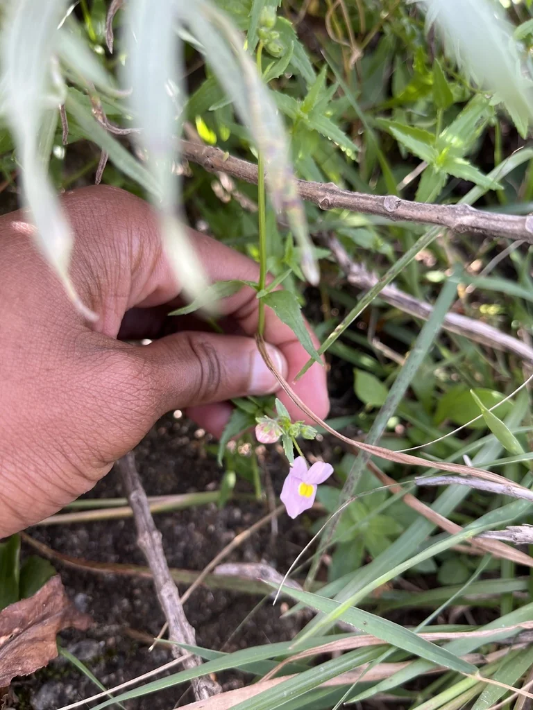 Nemesia fruticans