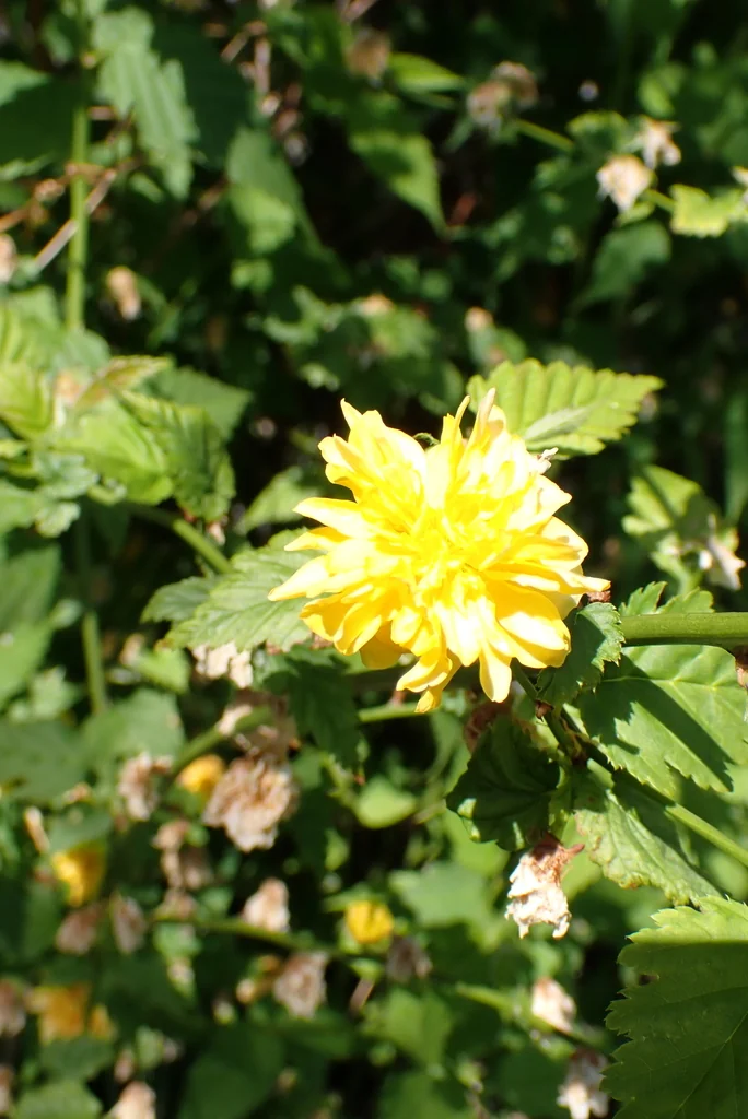 Kerria Japonica