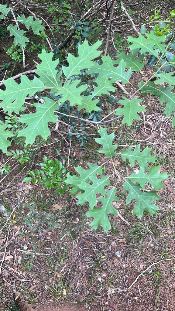 Quercus Buckleyi