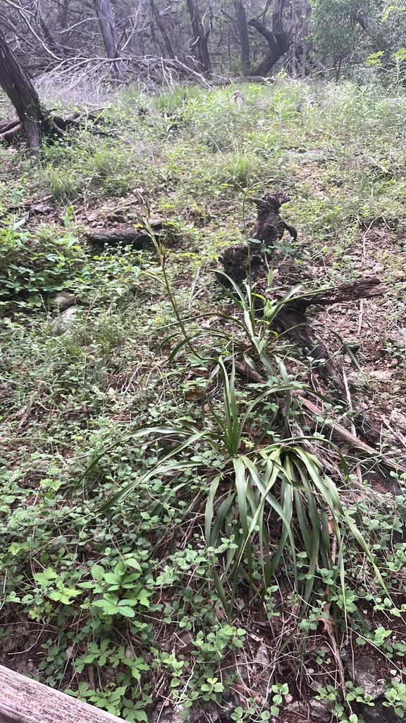 Yucca Rupicola