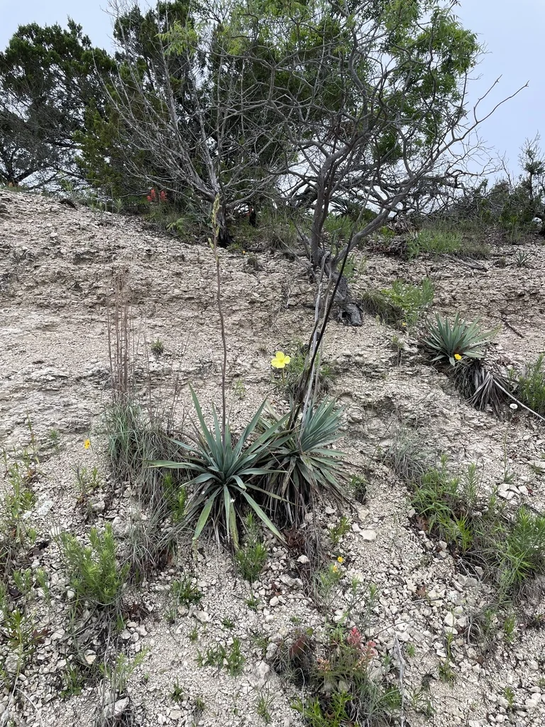 Yucca Pallida