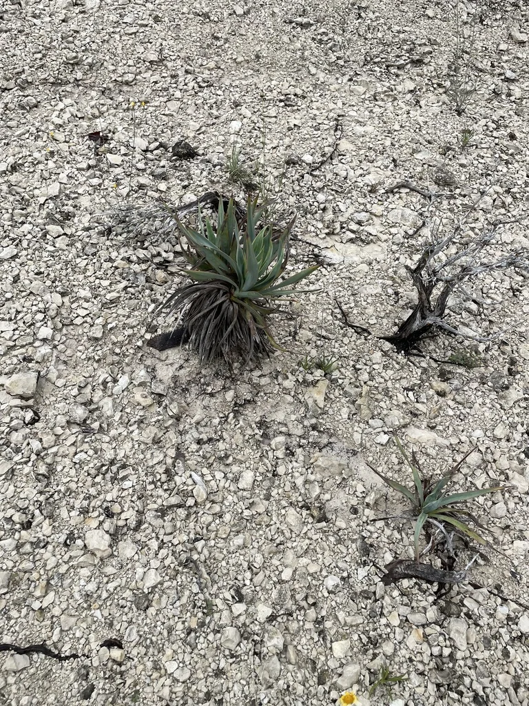 Yucca Pallida
