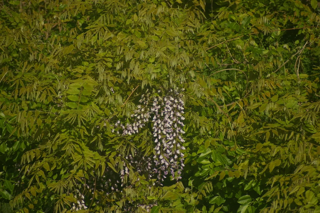 Wisteria Floribunda