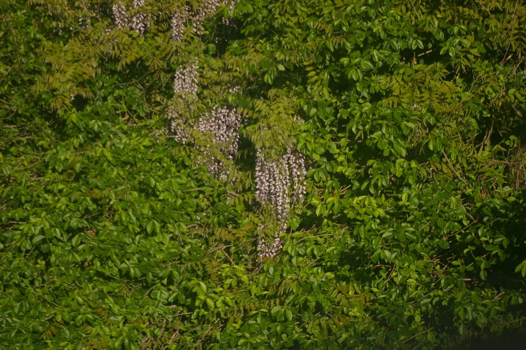 Wisteria Floribunda