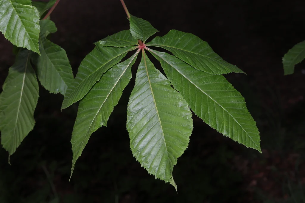 Aesculus X Carnea