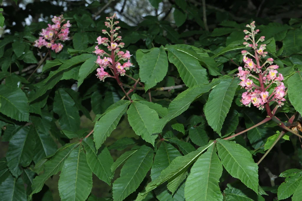 Aesculus X Carnea