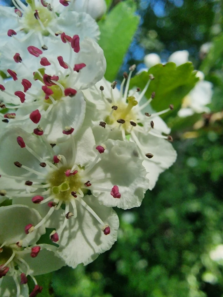 Crataegus Laevigata