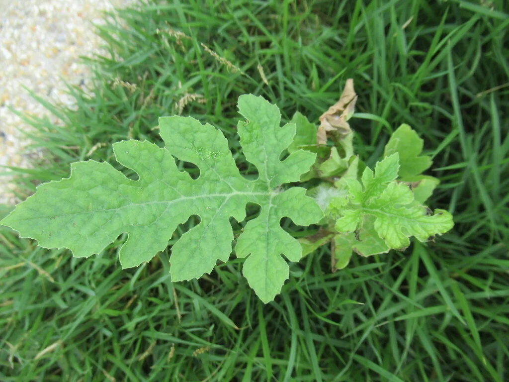 Citrullus Lanatus