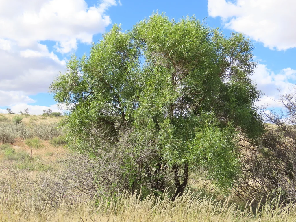 Rhus Lancea