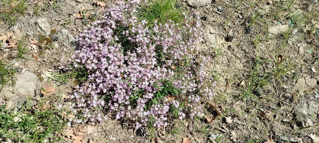 Saponaria Ocymoides