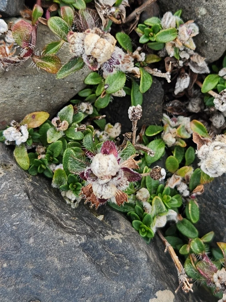 Thymus Praecox Arcticus