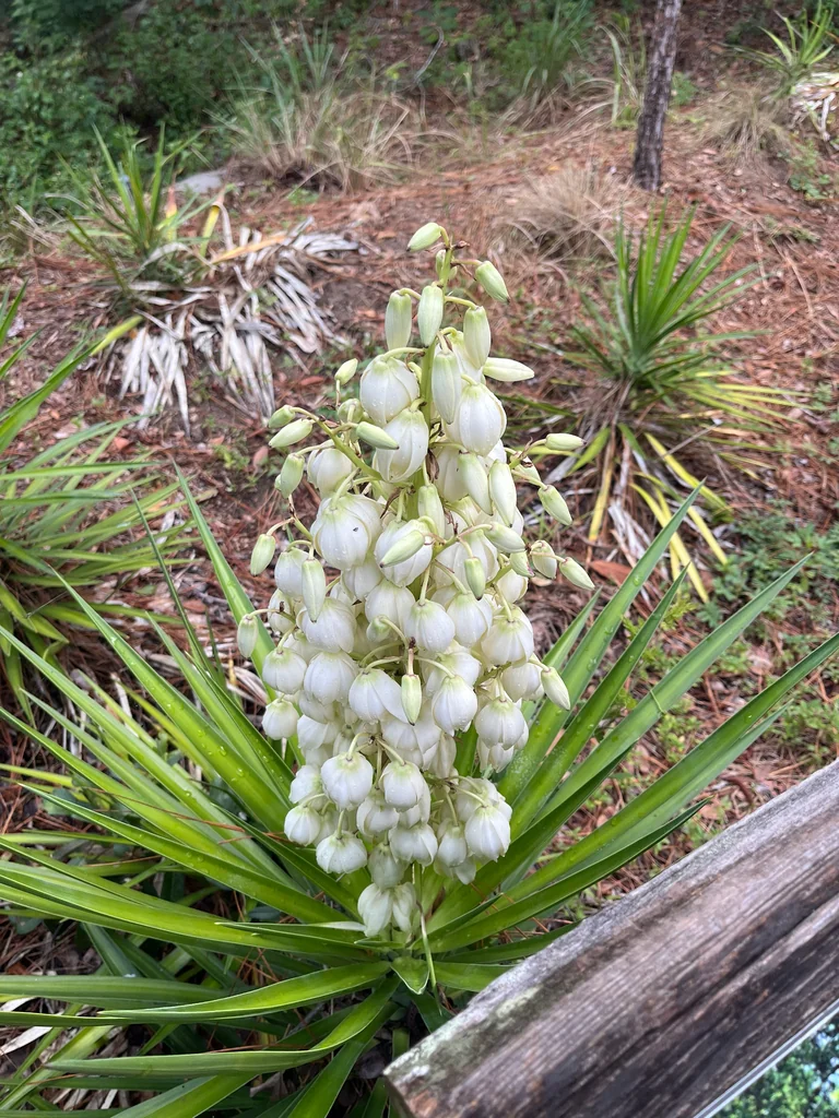 Yucca Aloifolia