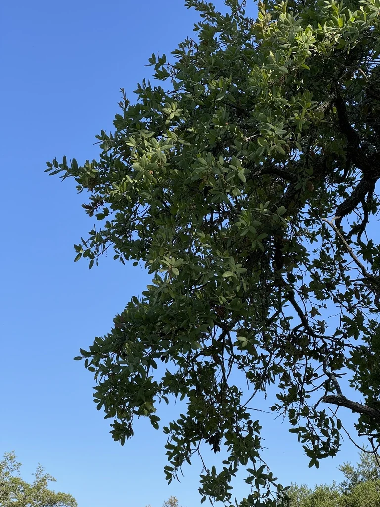 Quercus Engelmannii