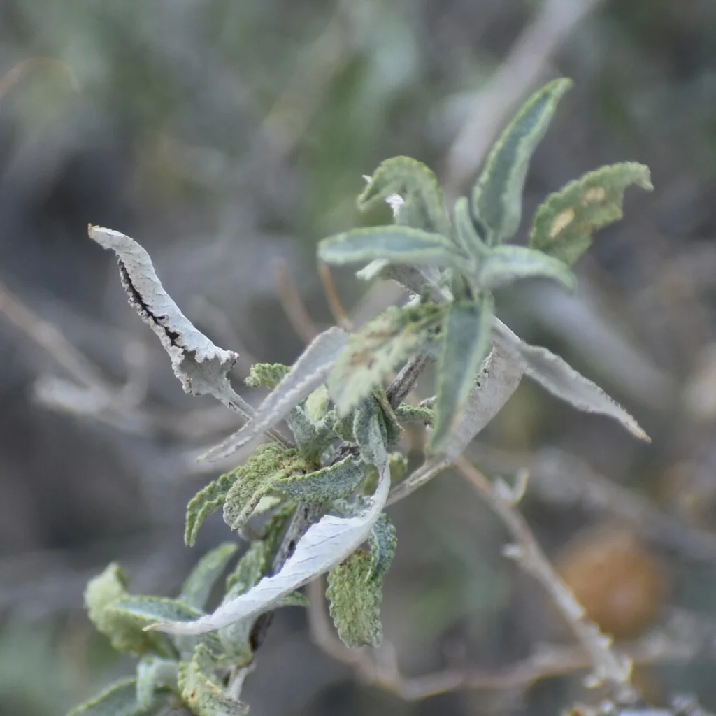 Ambrosia Deltoidea