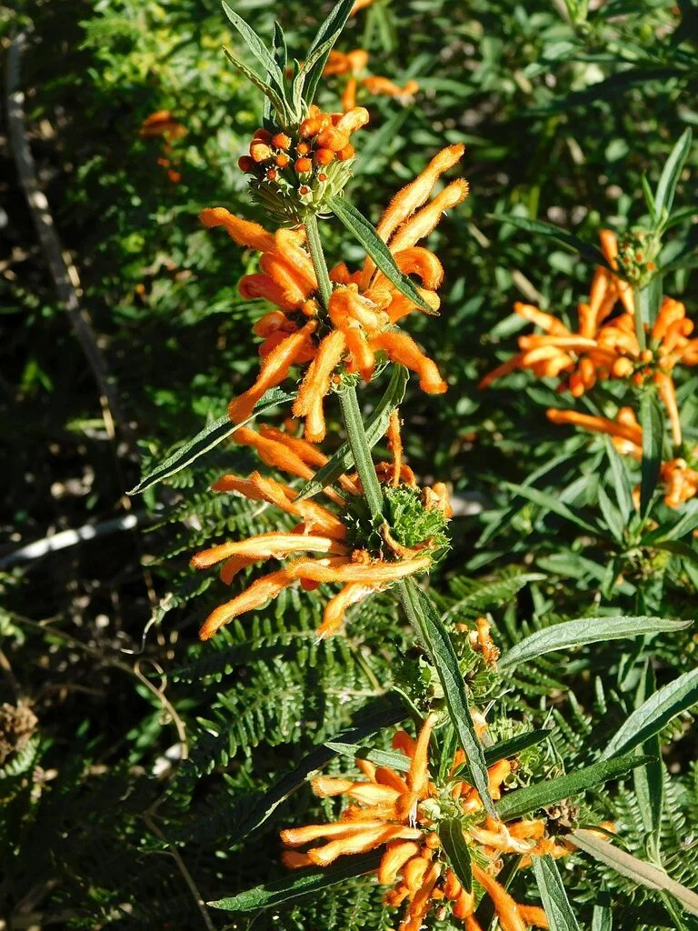 Leonotis Leonurus