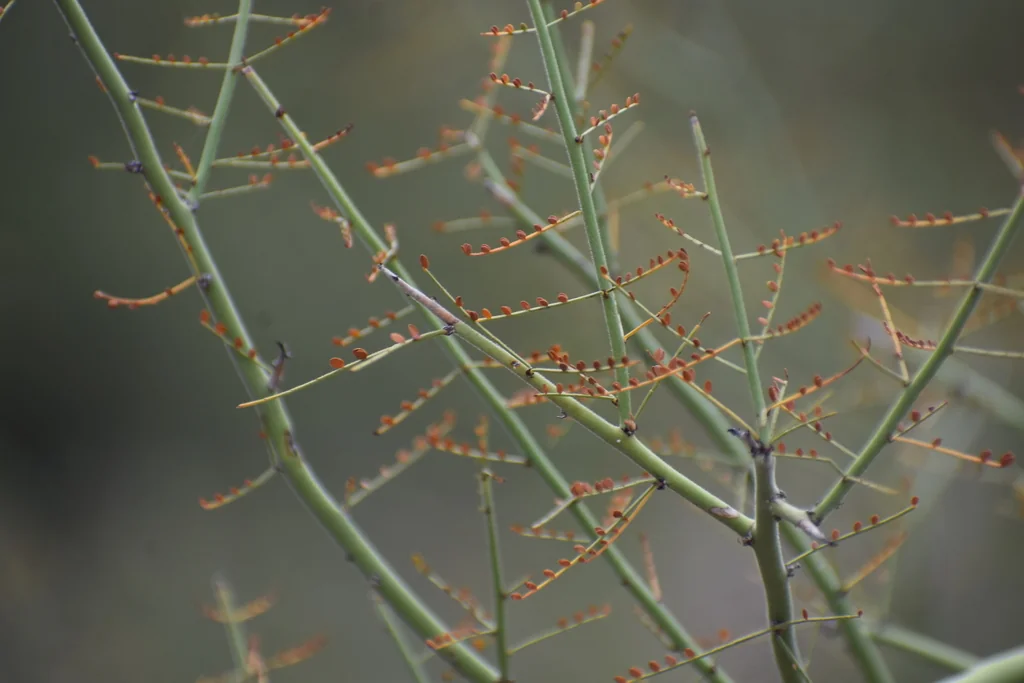 Parkinsonia Microphylla