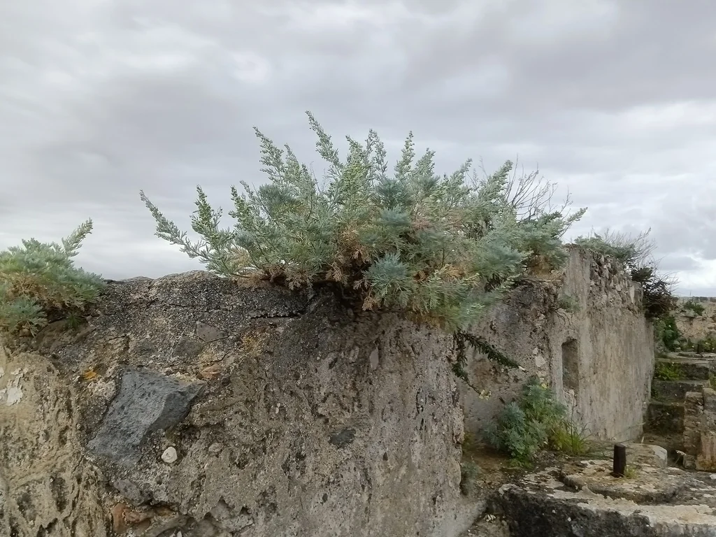 Artemisia Arborescens