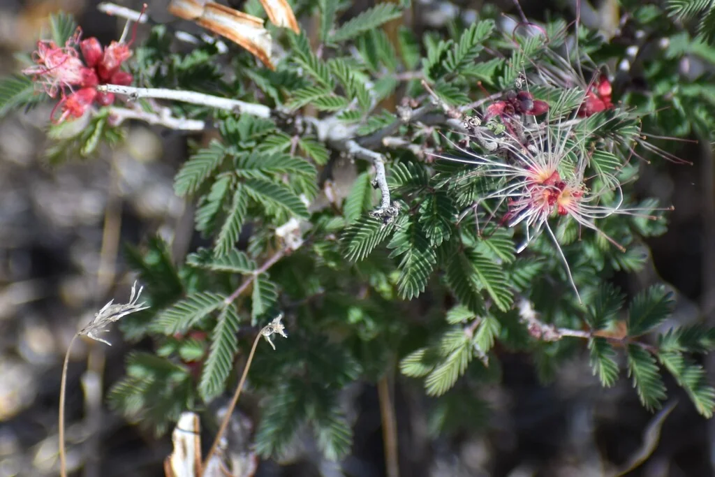 Calliandra Eriophylla