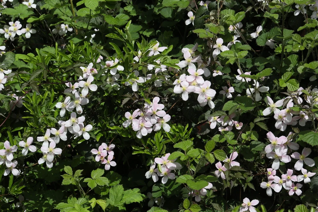 Clematis Montana