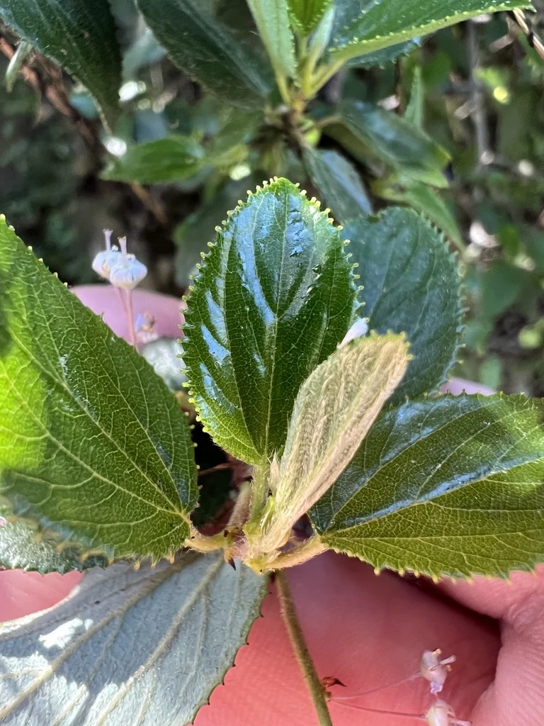 Ceanothus Oliganthus
