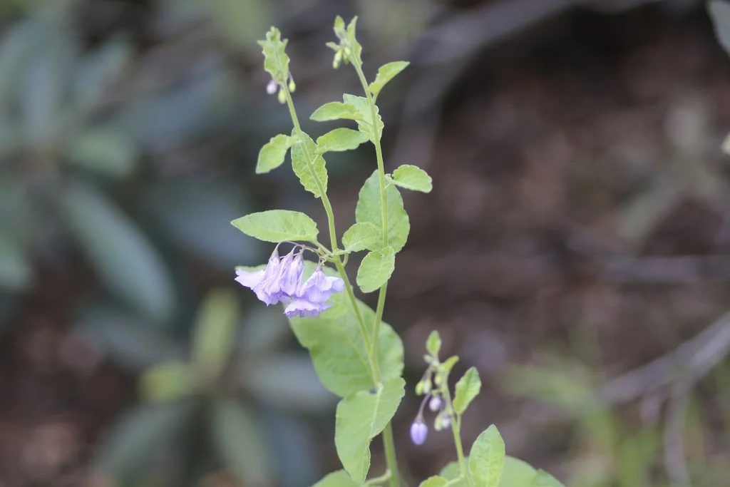 Solanum Xanti