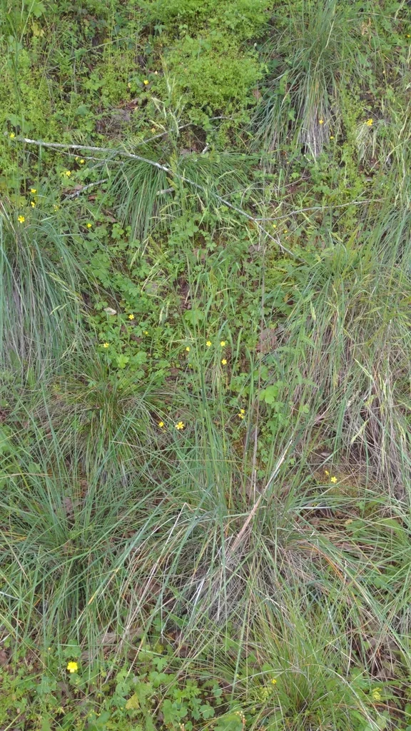 Festuca Californica