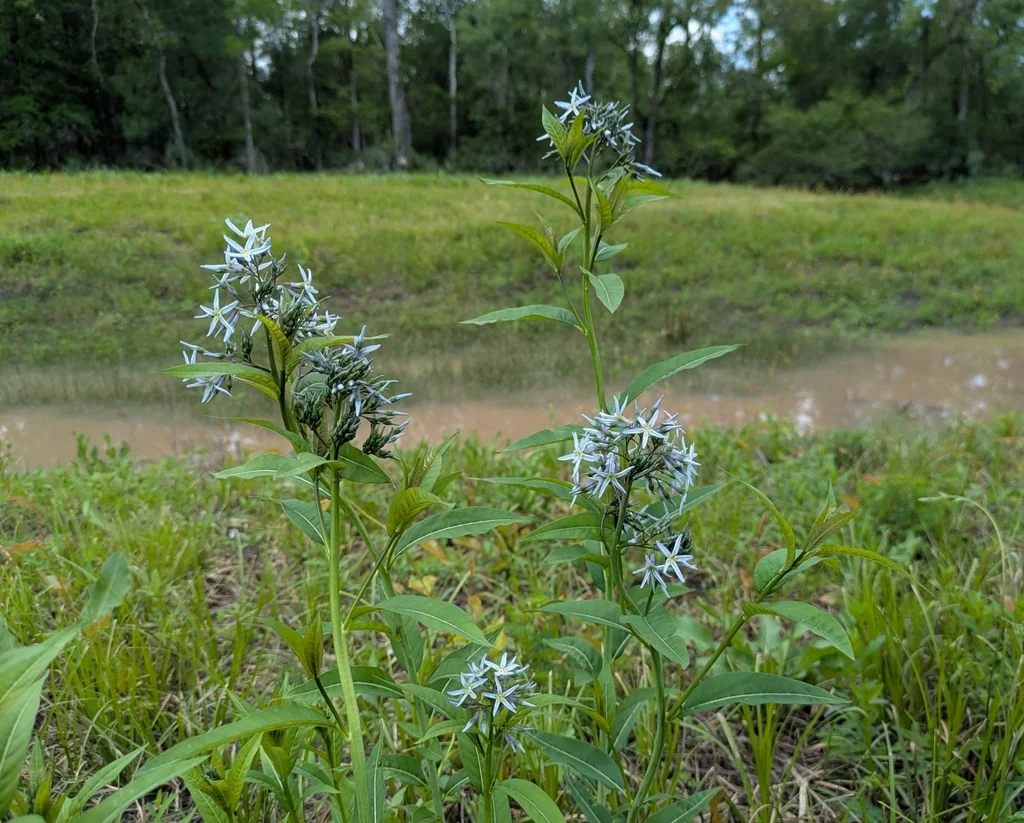 Amsonia tabernaemontana