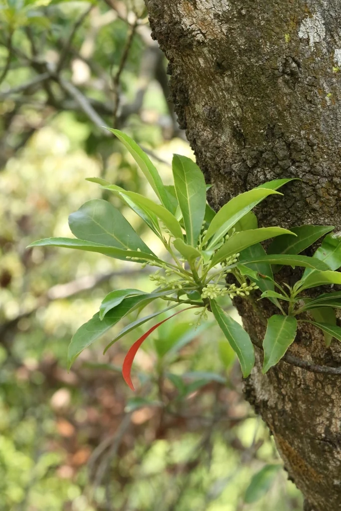 Elaeocarpus Decipiens