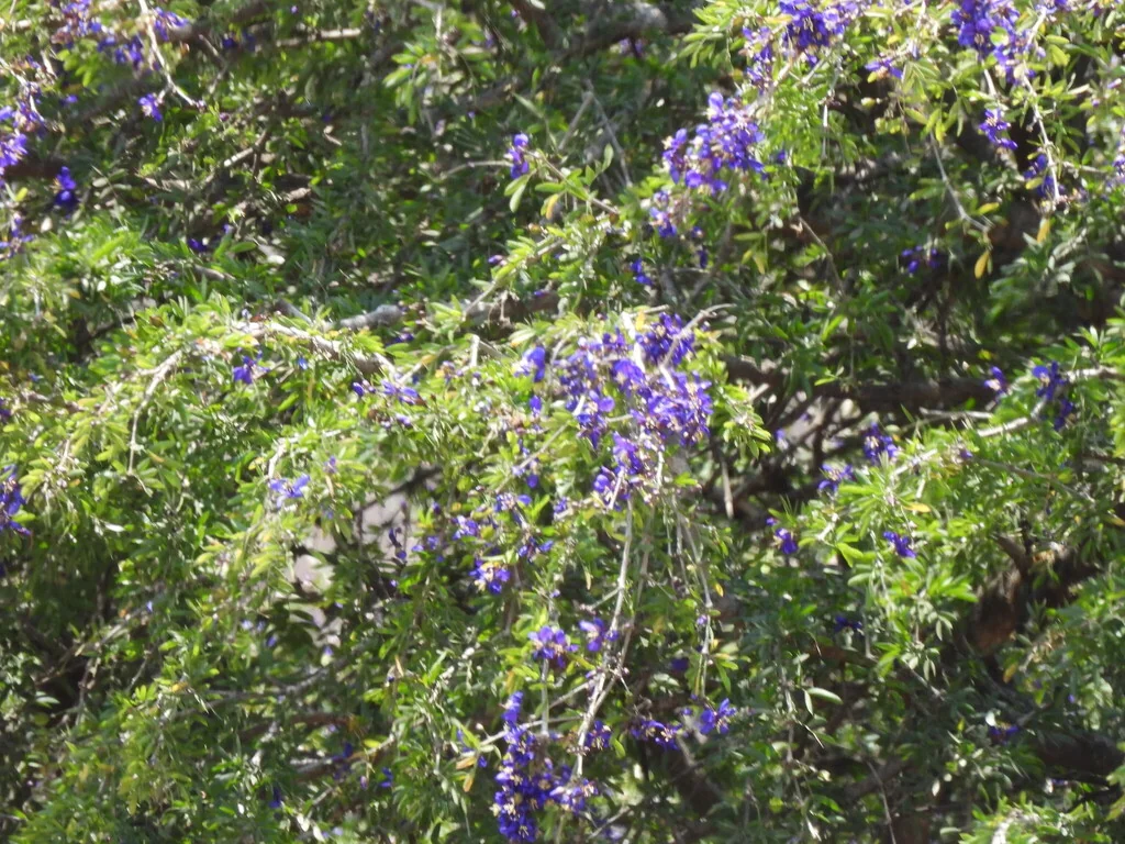 Guaiacum Coulteri