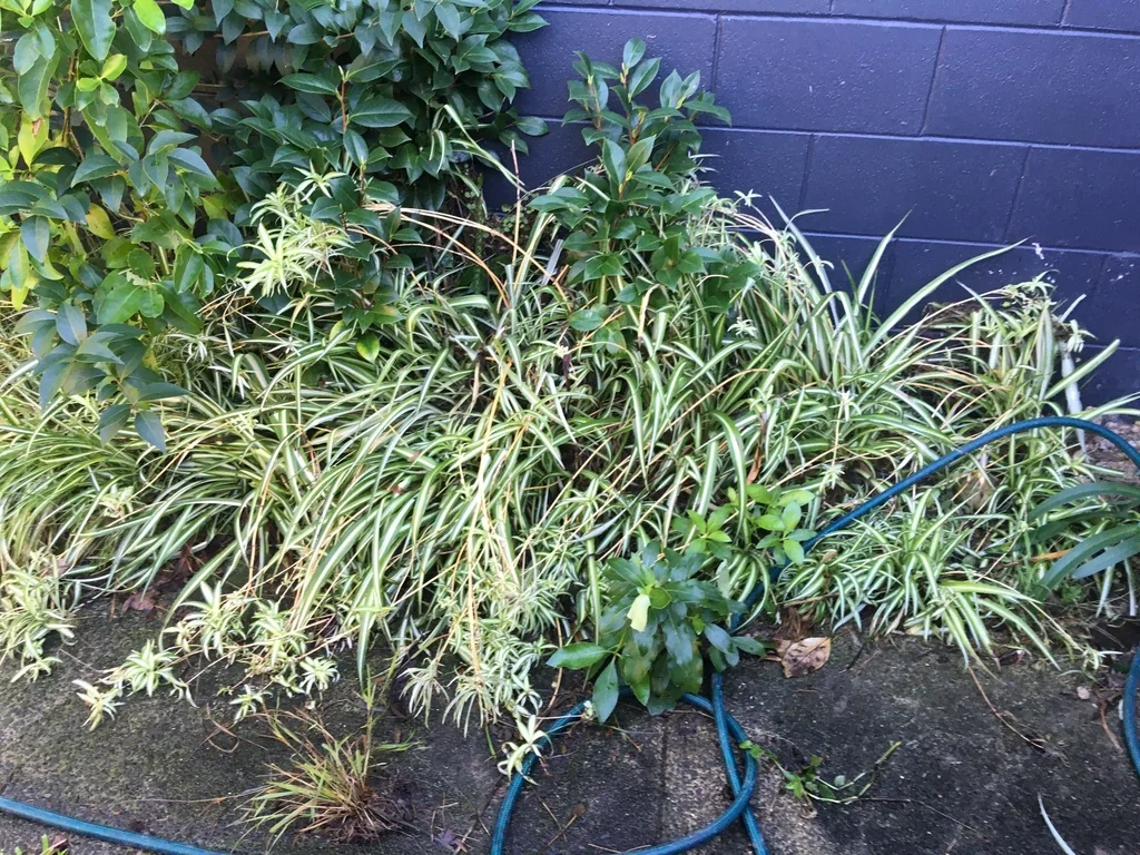 Chlorophytum comosum