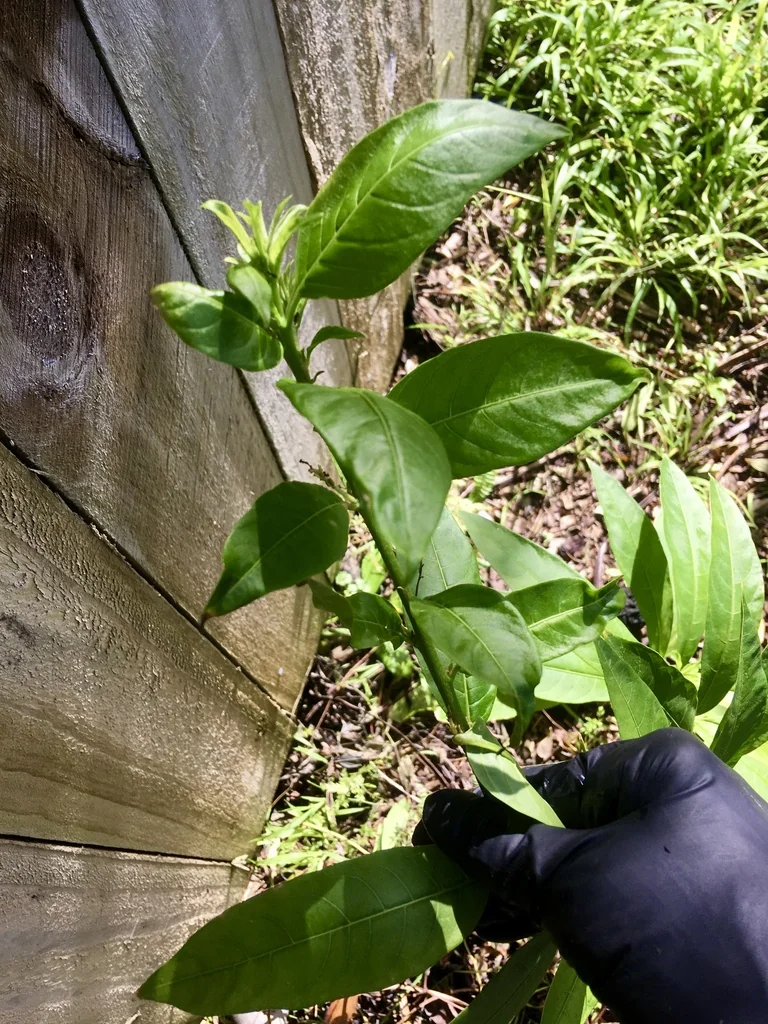 Cestrum Nocturnum