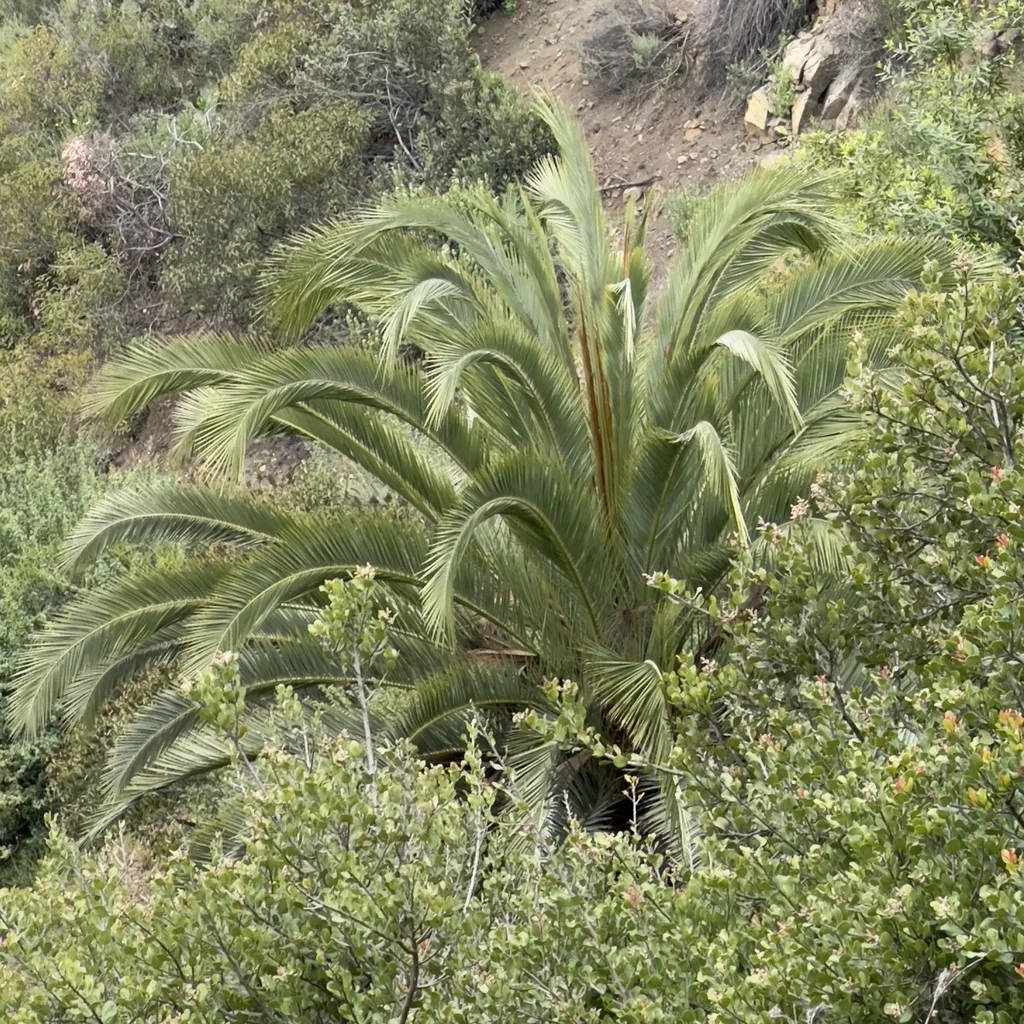 Phoenix Canariensis