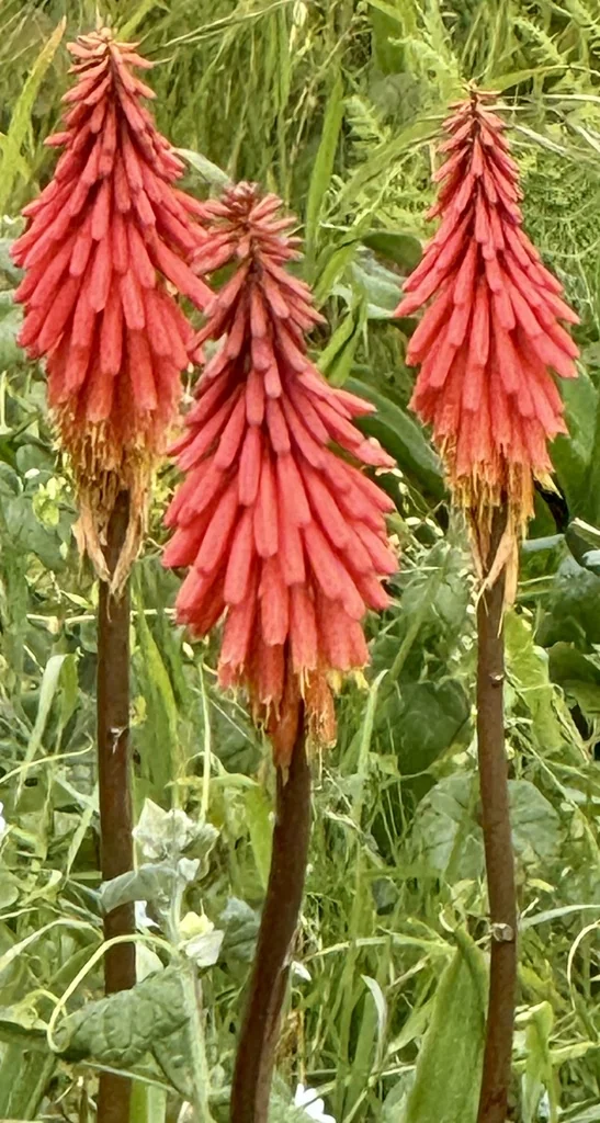 Kniphofia Uvaria