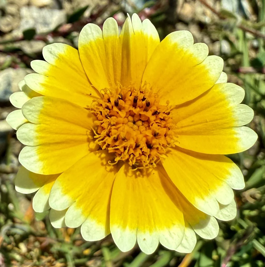 Layia Platyglossa
