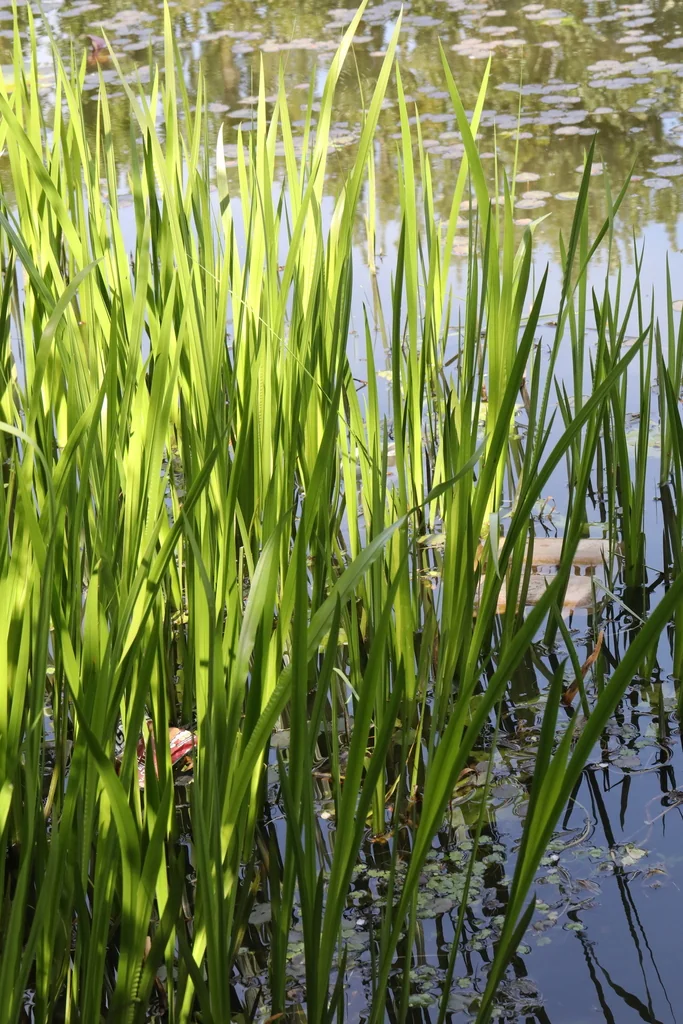 Acorus Calamus