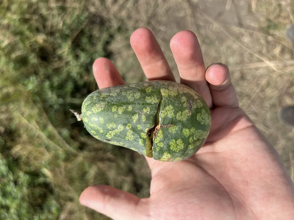 Citrullus Lanatus