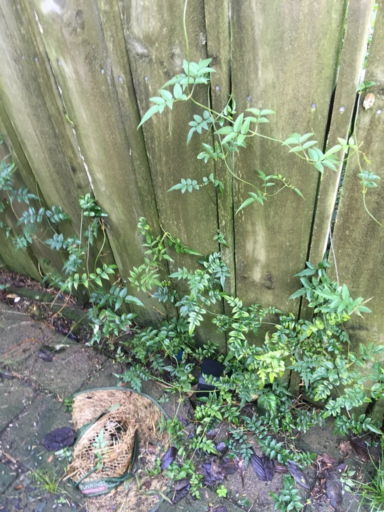 Jasminum Polyanthum
