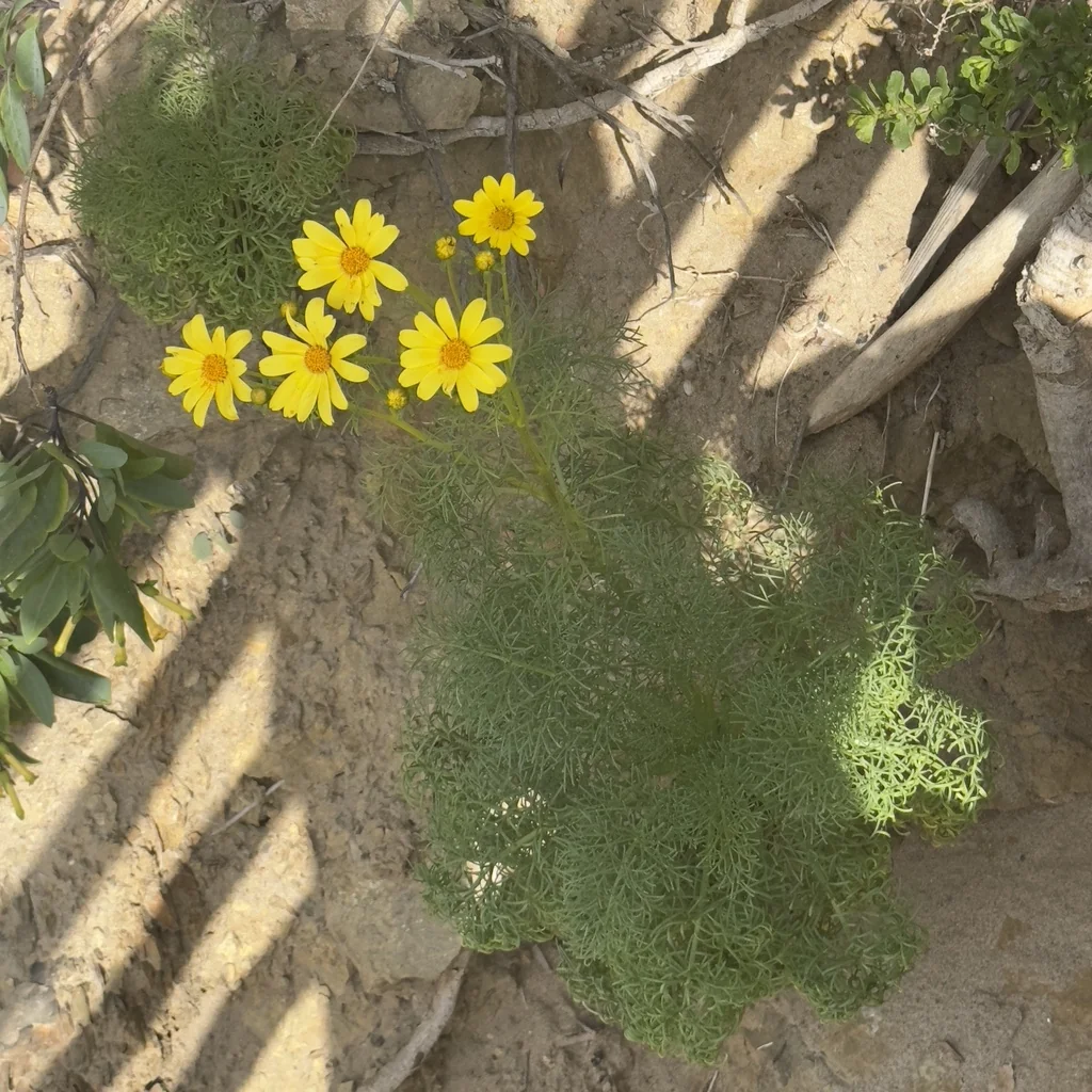 Coreopsis Gigantea