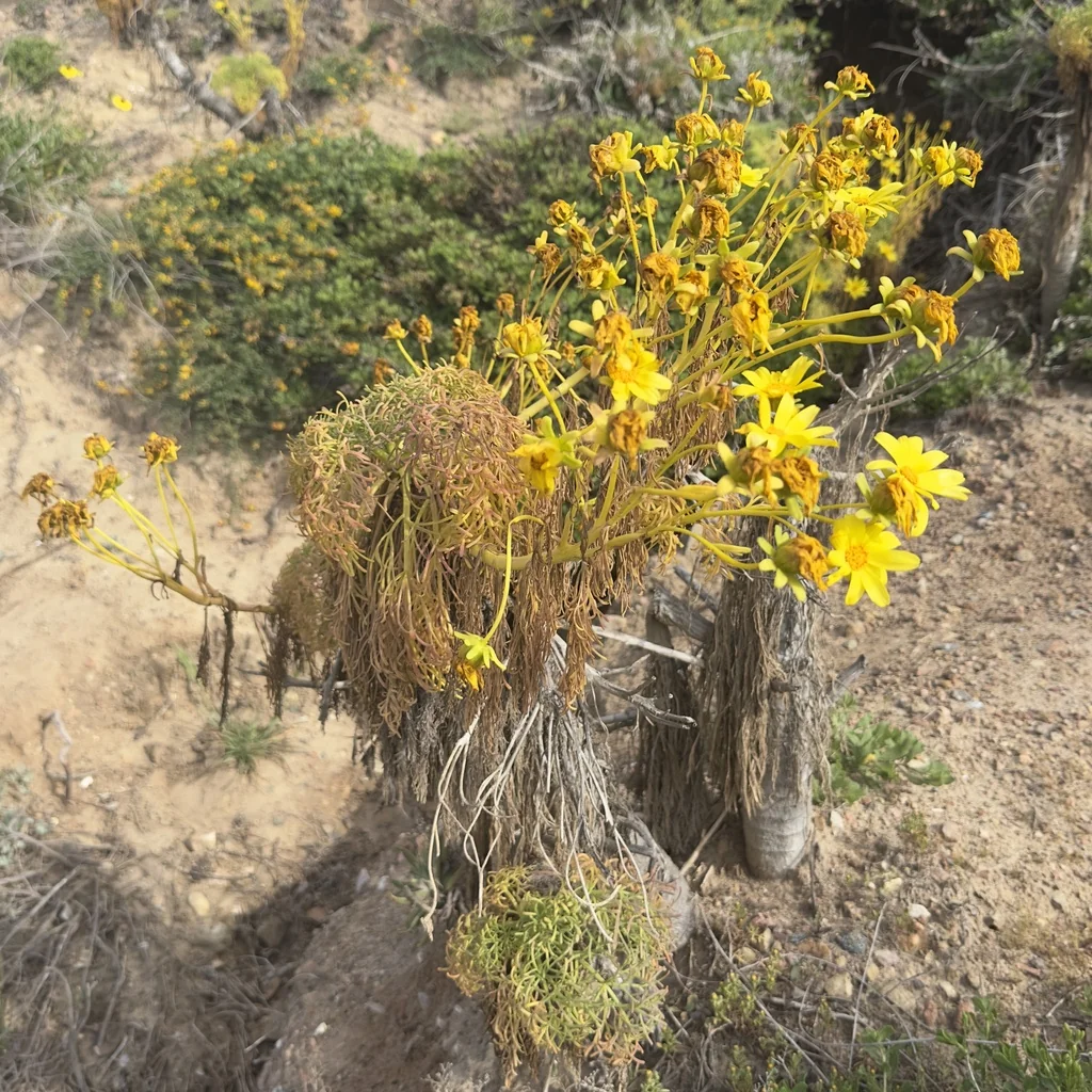 Coreopsis Gigantea