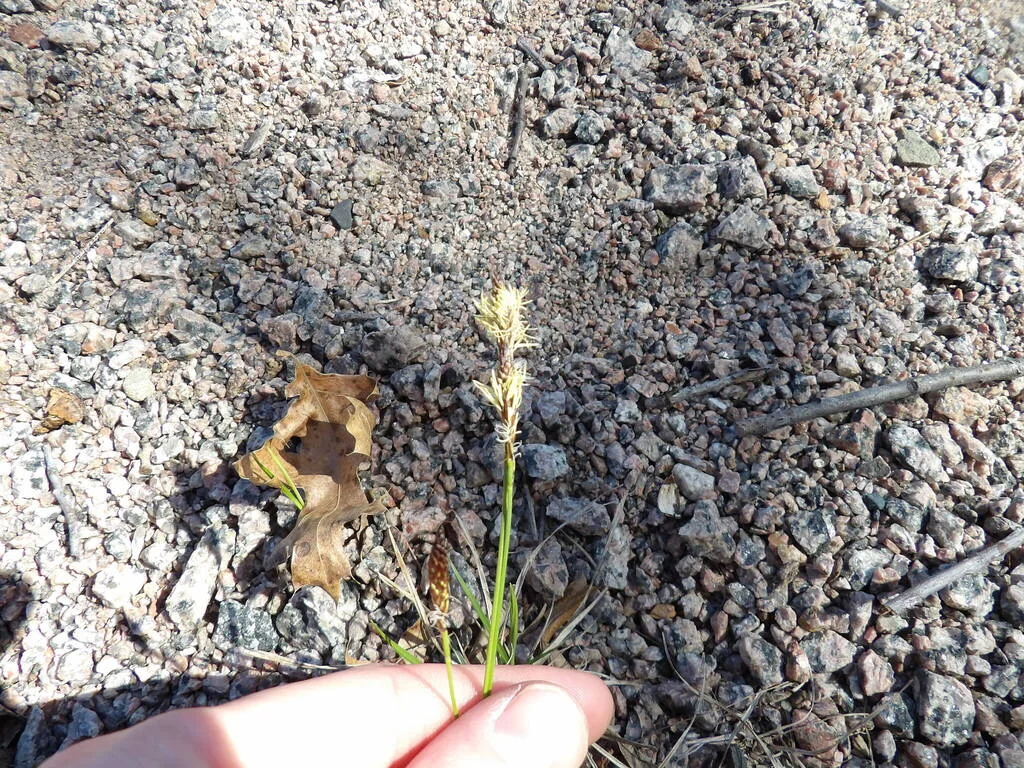 Carex Pensylvanica