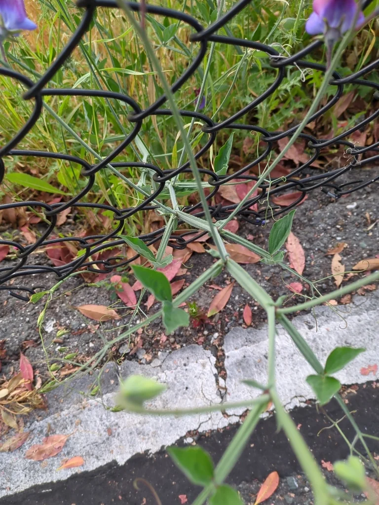 Lathyrus Odoratus