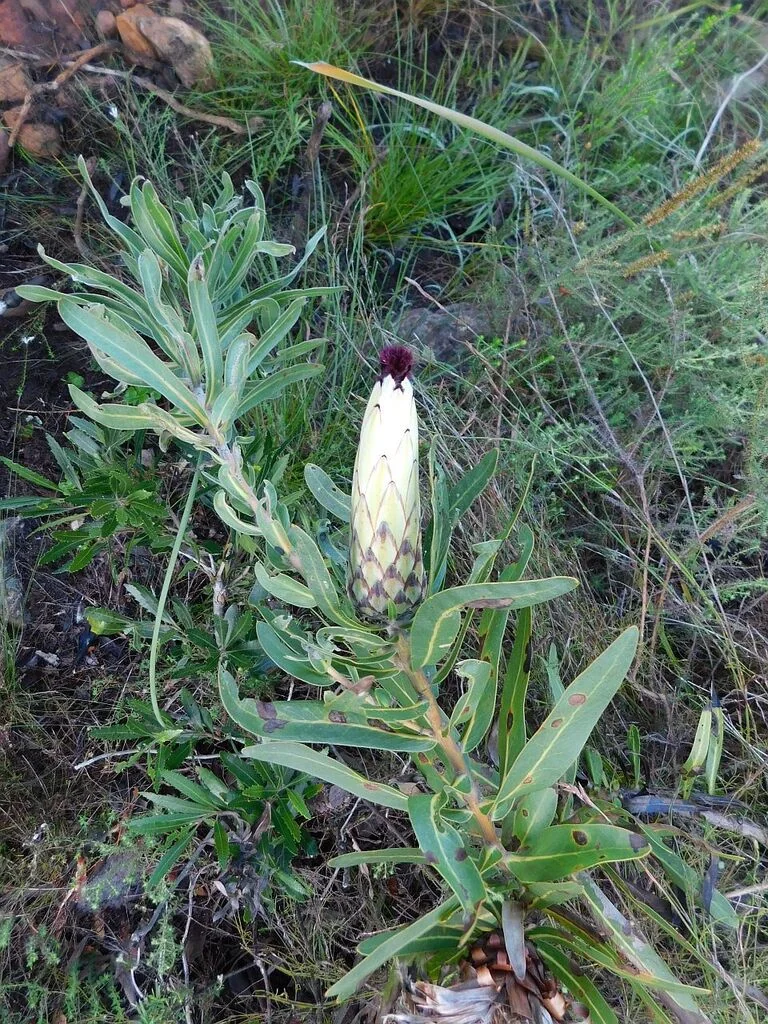 Protea Neriifolia