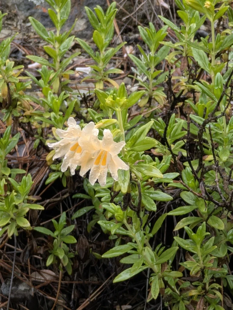 Diplacus Grandiflorus
