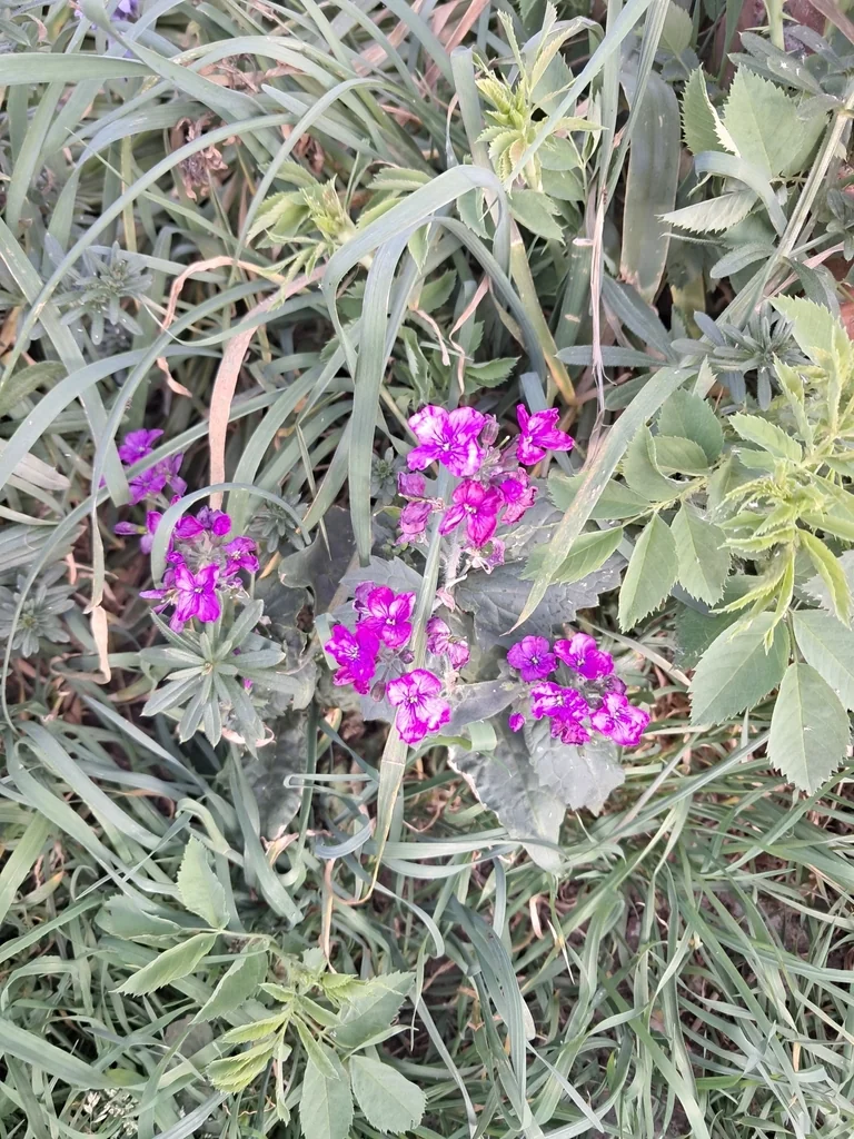 Matthiola Incana