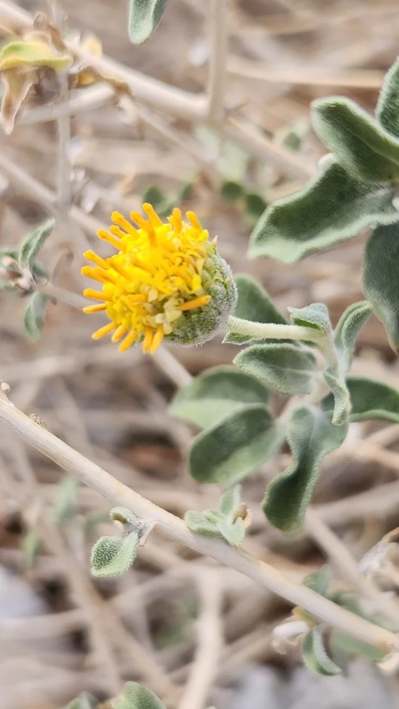 Encelia Frutescens