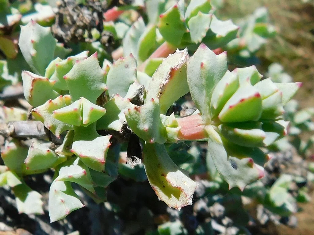 Oscularia Deltoides