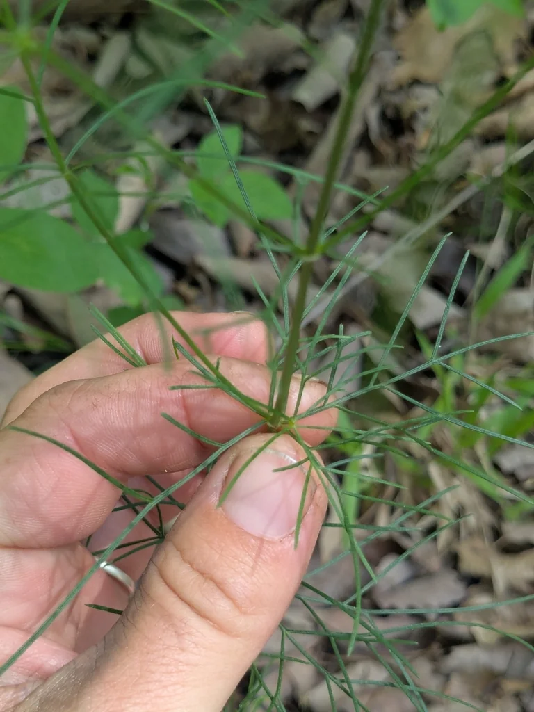 Coreopsis verticillata